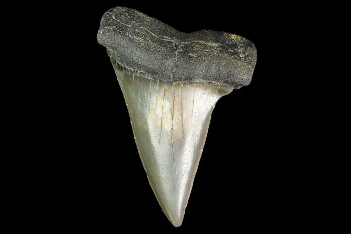Fossil Mako Shark Tooth - South Carolina #142308